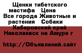 Щенки тибетского мастифа › Цена ­ 80 - Все города Животные и растения » Собаки   . Хабаровский край,Николаевск-на-Амуре г.